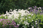 Lampenputzergras - Pennisetum alop. Little Bunny - Detailansicht